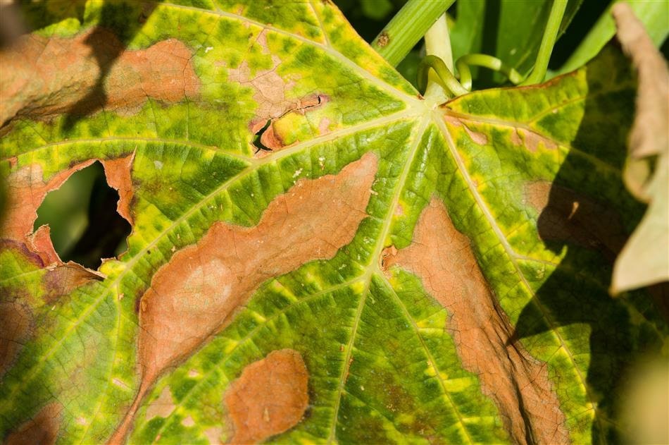 Xylella fastidiosa